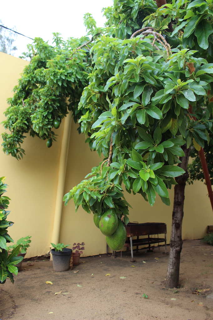 Onze avocado-boom